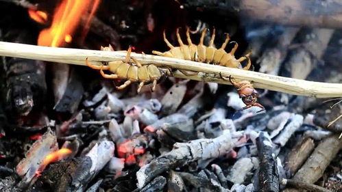 国产蜈蚣拼装视频,创意无限，组装乐趣