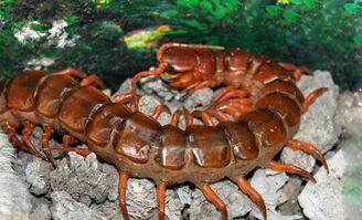 国产蜈蚣拼装视频,创意无限，组装乐趣