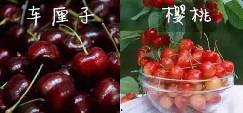 国产樱桃果肉粉红色视频,尽享自然美味瞬间