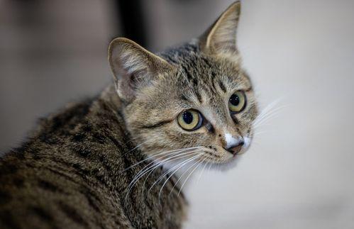 国产在线猫咪网站视频,萌宠视频盛宴，带你领略萌态百态