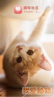 国产在线猫咪网站视频,萌宠视频盛宴，带你领略萌态百态