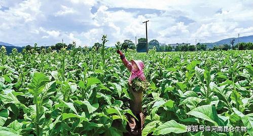 国产烟斗烟叶种植方法视频,传统与现代的完美融合