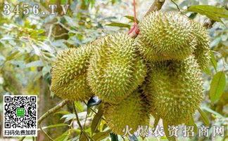 国产榴莲大量种植方法视频,高效种植方法全解析