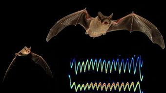 国产蝙蝠的视频