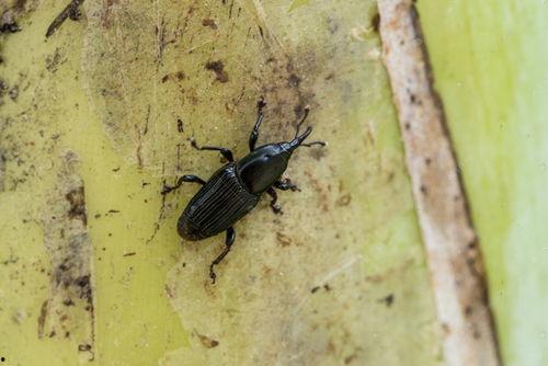 国产大虫子视频下载,揭秘大虫子视频下载背后的奥秘