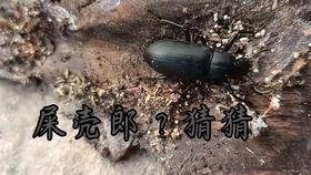 国产大虫子视频下载,揭秘大虫子视频下载背后的奥秘