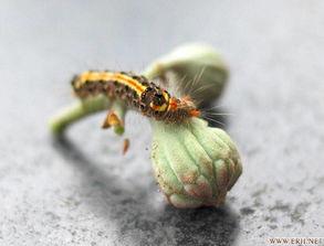 国产大虫子视频下载,揭秘大虫子视频下载背后的奥秘