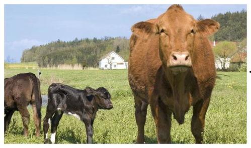 两性网 国产区牛牛视频,探寻两性网中的独特魅力