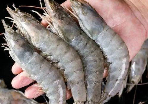 国产冻虾视频在线观看